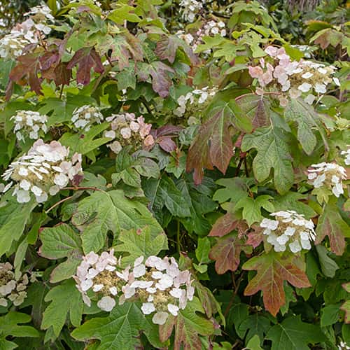 Hydrangea querc. Burgundy, С2 изображение 1 артикул 7783