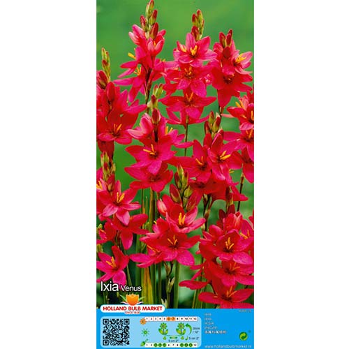 Иксия Venus изображение 1 артикул 76297