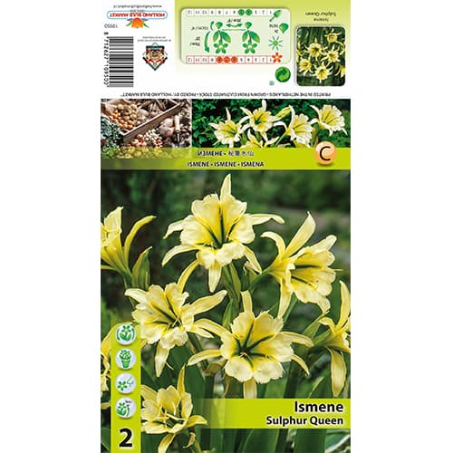 Исмена Sulphur Queen артикул фото 1 Исмена Sulphur Queen изображение 1 артикул 77829