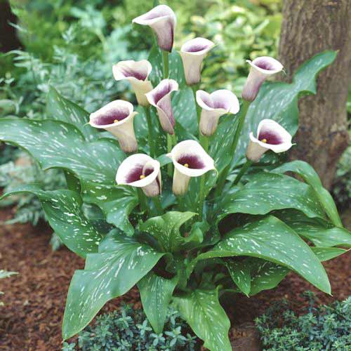 Кала Picasso артикул фото 2 Кала Picasso изображение 2 артикул 70362