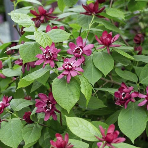 Каликантус Aphrodite PBR, С3 изображение 1 артикул 8518