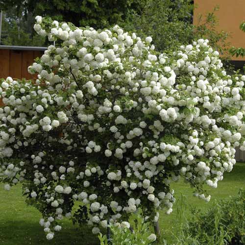 Калина Roseum, С3 изображение 1 артикул 8585