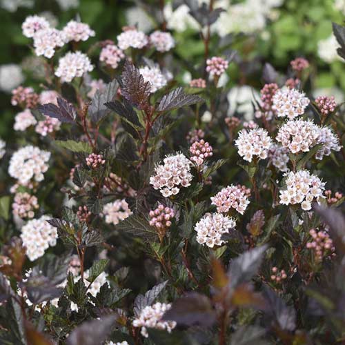 Калиноволистен Little Devil ® PBR, С3 изображение 1 артикул 8562