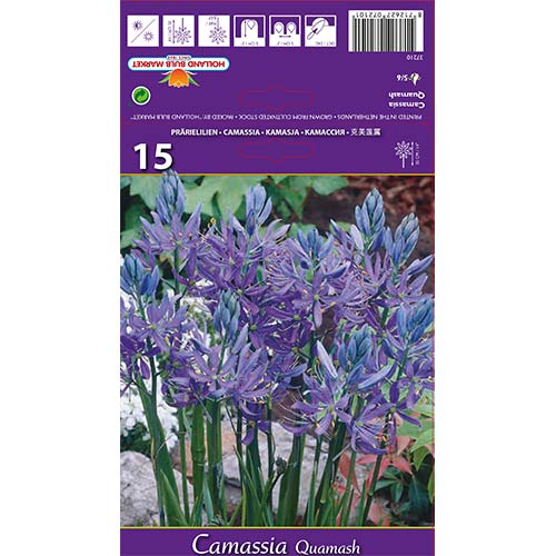Камасия Quamash изображение 1 артикул 67610