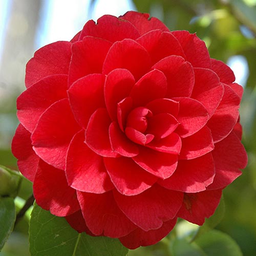 Камелия Red артикул фото 1 Камелия Red изображение 1 артикул 76649