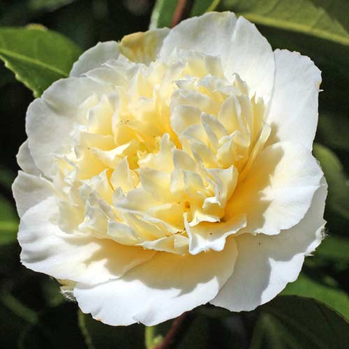 Камелия Yellow артикул фото 1 Камелия Yellow изображение 1 артикул 76647