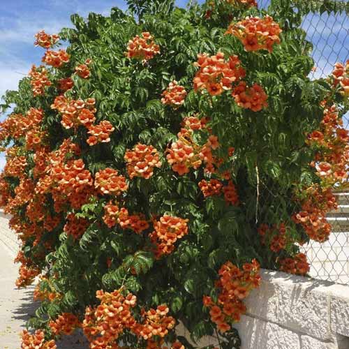 Campsis radicans Flamenco, С2 изображение 1 артикул 8209