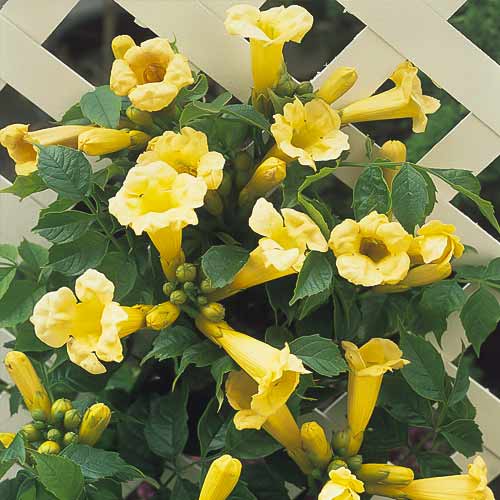 Кампсис Flava, С2 артикул фото 1 Кампсис Flava, С2 изображение 1 артикул 8210