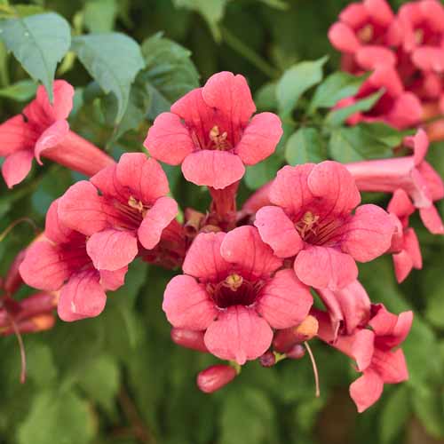 Campsis radicans Gabor, С2 артикул фото 1 Campsis radicans Gabor, С2 изображение 1 артикул 8211