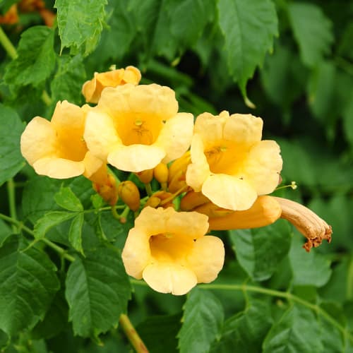 Кампсис Judy изображение 1 артикул 9153