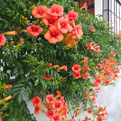 Кампсис Radicans, P9 изображение 1 артикул 9181