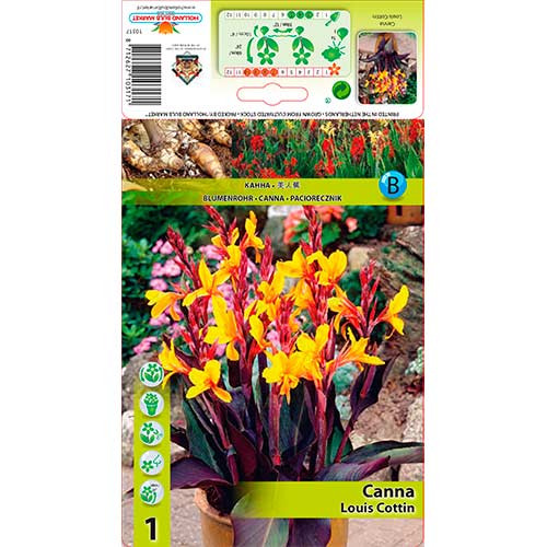 Кана Louis Cottin артикул фото 1 Кана Louis Cottin изображение 1 артикул 76196