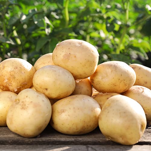 Картофи Camelia изображение 1 артикул 4820