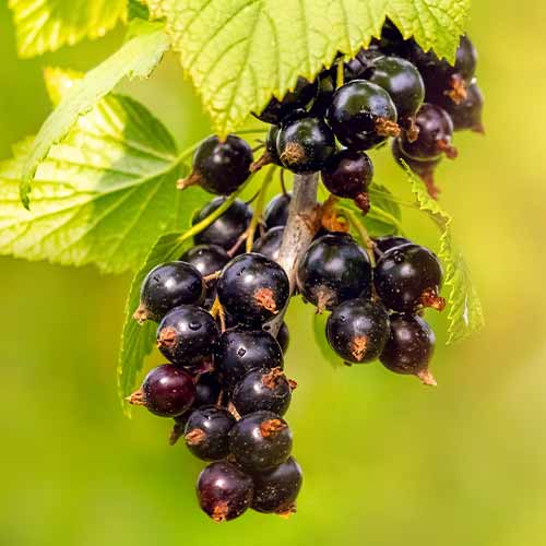 Касис цариградско грозде артикул фото 1 Касис цариградско грозде изображение 1 артикул 5834