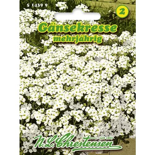 Кавказки арабис Chrestensen изображение 1 артикул 96402