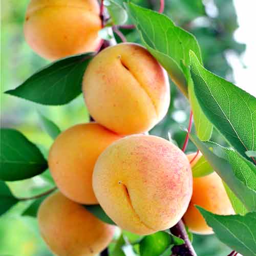 Кайсия (columnar) Anubis изображение 1 артикул 2007