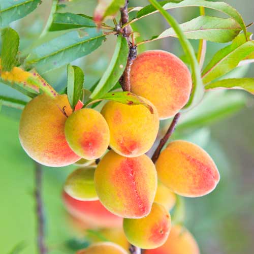 Кайсия (columnar) Perla артикул фото 1 Кайсия (columnar) Perla изображение 1 артикул 2009