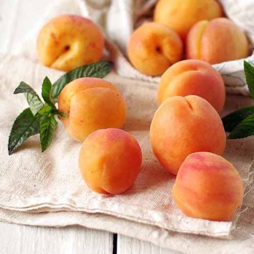 Кайсия Tahiti изображение 1 артикул 4858