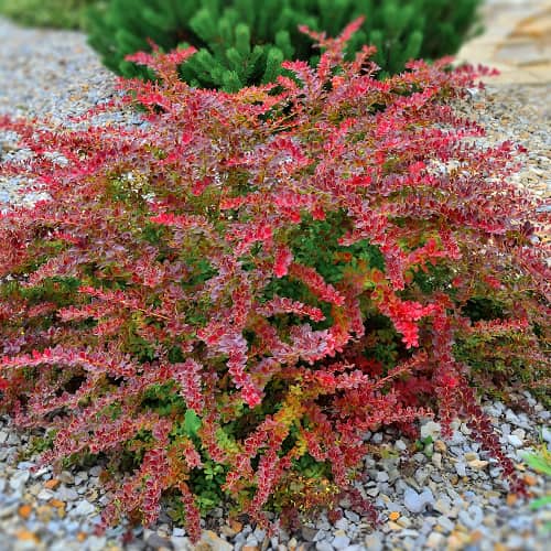 Берберис Golden Ring, P9 артикул фото 1 Берберис Golden Ring, P9 изображение 1 артикул 9003