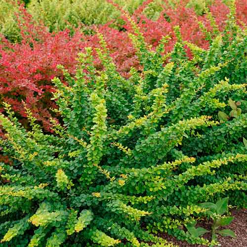 Кисел трън Green ornament артикул фото 1 Кисел трън Green ornament изображение 1 артикул 4710