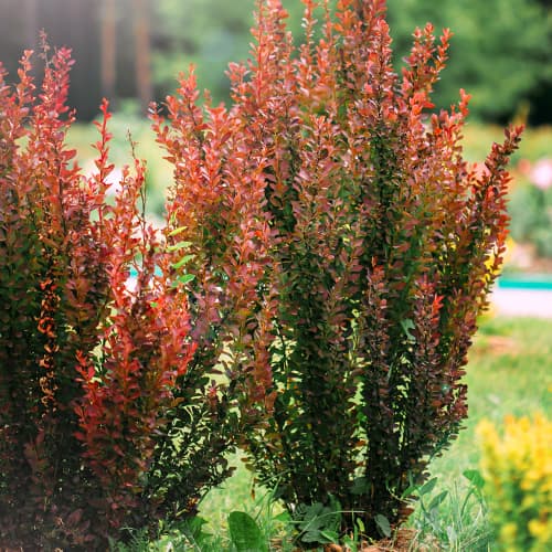 Берберис Helmond Pillar артикул фото 1 Берберис Helmond Pillar изображение 1 артикул 9559