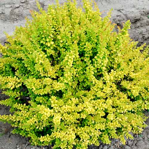 Кисел трън Sunsation изображение 1 артикул 4709