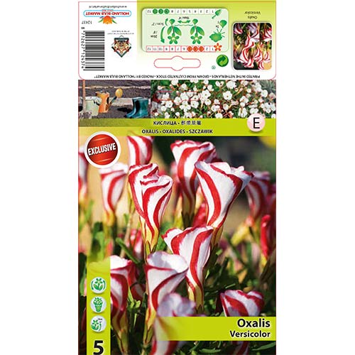 Киселиче Versicolor изображение 1 артикул 67440