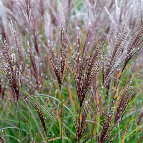 Китайска тръстика Ferner Osten изображение 1 артикул 4083