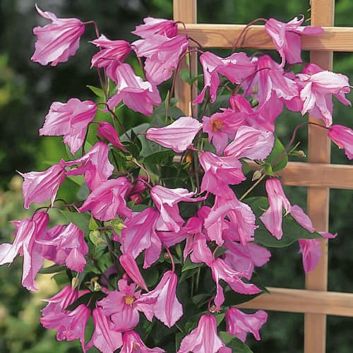 Клематис Alionushka, С2 изображение 1 артикул 1550