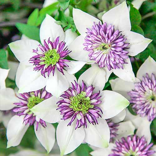 Клематис Bicolor изображение 1 артикул 4757