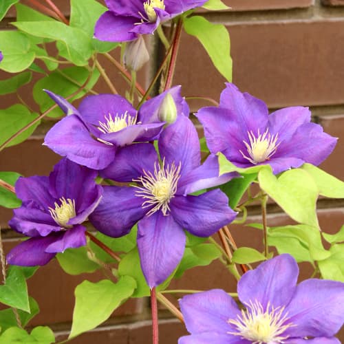 Клематис Kaczynski изображение 1 артикул 5875