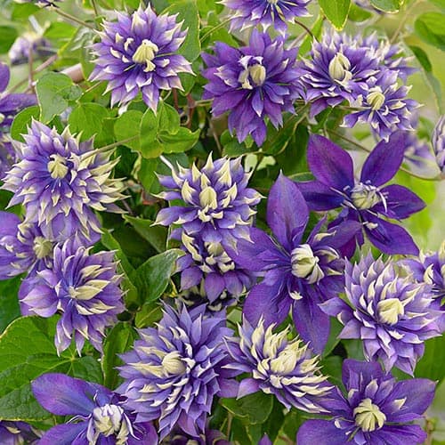 Клематис Taiga изображение 1 артикул 76686