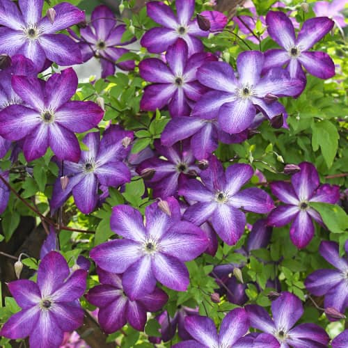 Клематис Venosa Violacea, Р9 изображение 1 артикул 9664