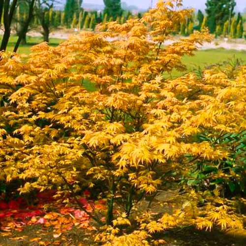 Клен японски Orange Dream изображение 1 артикул 5584