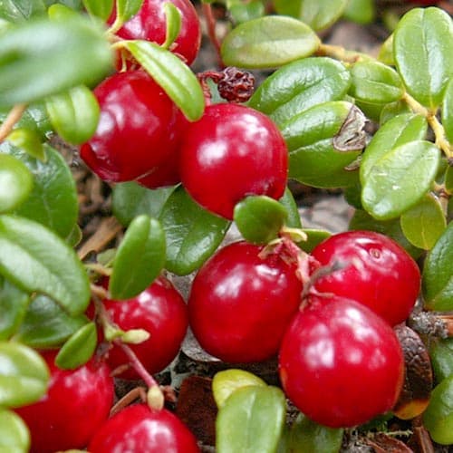 Клюква (червена боровинка) Howes изображение 1 артикул 4699