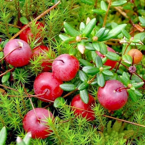 Клюква (червена боровинка) Mcfarlin изображение 1 артикул 4700