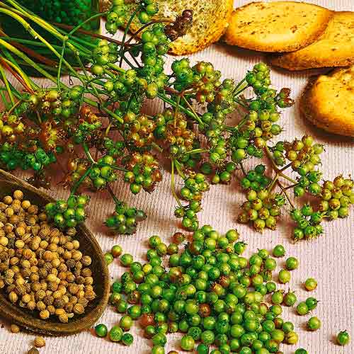 Кориандър Marino изображение 1 артикул 96596