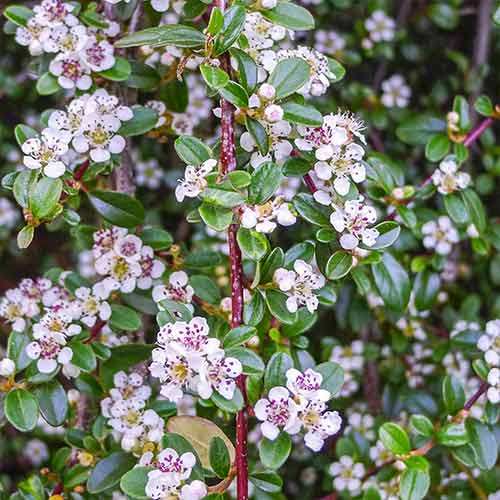 Котонеастер Queen of Carpets артикул фото 1 Котонеастер Queen of Carpets изображение 1 артикул 4756