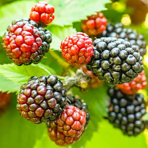 Къпина Tricolor изображение 1 артикул 5835