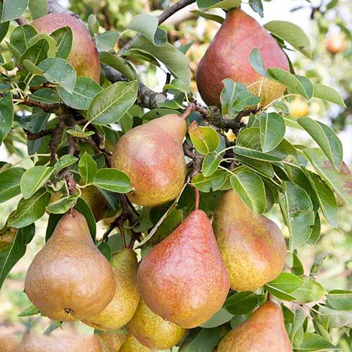 Круша Krystalia изображение 1 артикул 7951