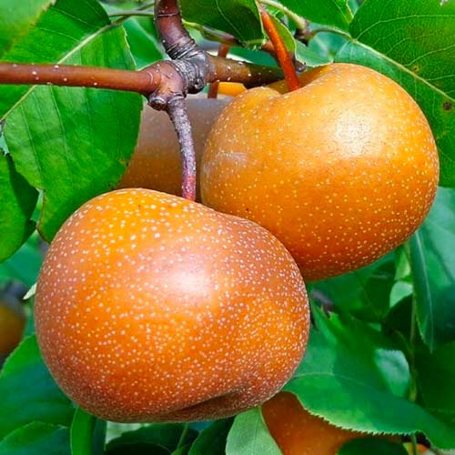 Круша Nashi артикул фото 1 Круша Nashi изображение 1 артикул 1625