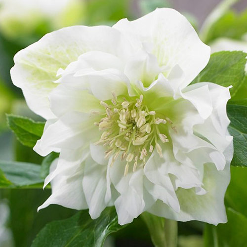 Кукуряк Double Ellen White изображение 1 артикул 70411