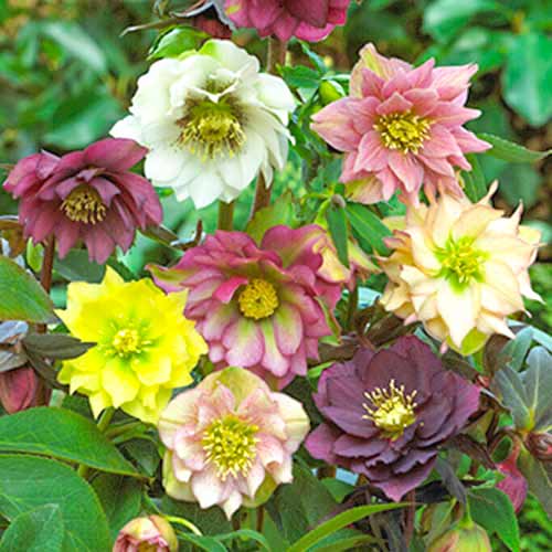 Кукуряк (Helleborus) Double Ellen Mixed изображение 1 артикул 70459