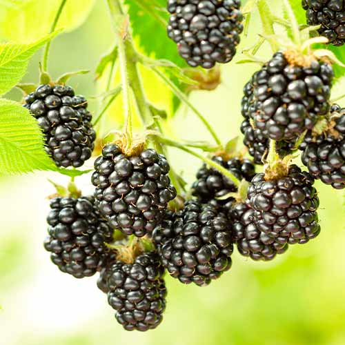 Къпина Black Satin, Р9 изображение 1 артикул 7692