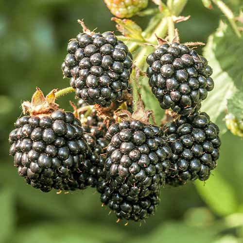 Къпина Chester изображение 1 артикул 7612