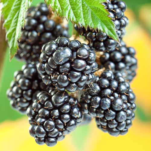 Къпина Gigant, Р9 артикул фото 1 Къпина Gigant, Р9 изображение 1 артикул 7506