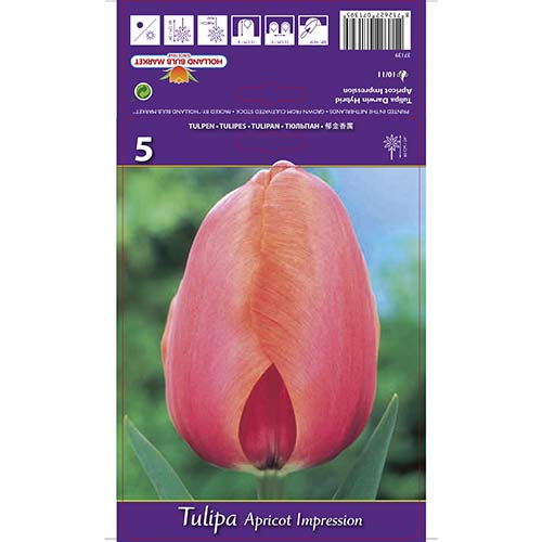 Лале Apricot Impression артикул фото 1 Лале Apricot Impression изображение 1 артикул 67687
