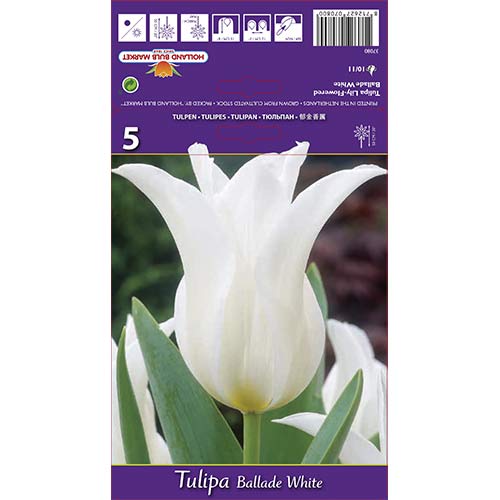 Лале Ballade White артикул фото 1 Лале Ballade White изображение 1 артикул 67691