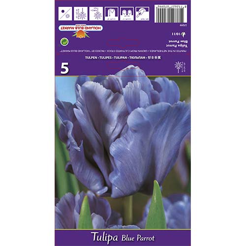 Лале Blue Parrot артикул фото 1 Лале Blue Parrot изображение 1 артикул 67797