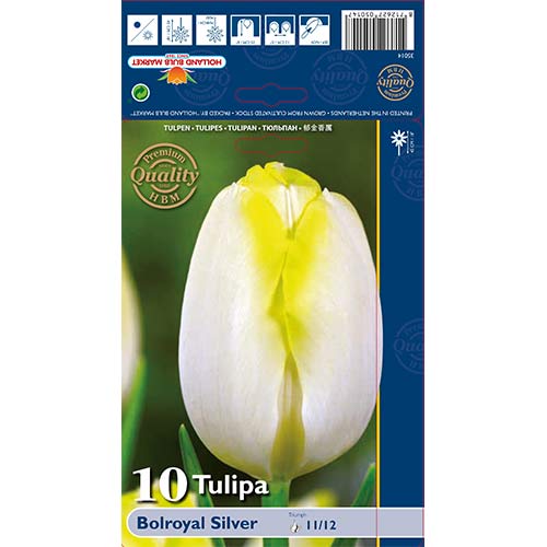 Лале Bolroyal Silver артикул фото 1 Лале Bolroyal Silver изображение 1 артикул 67706